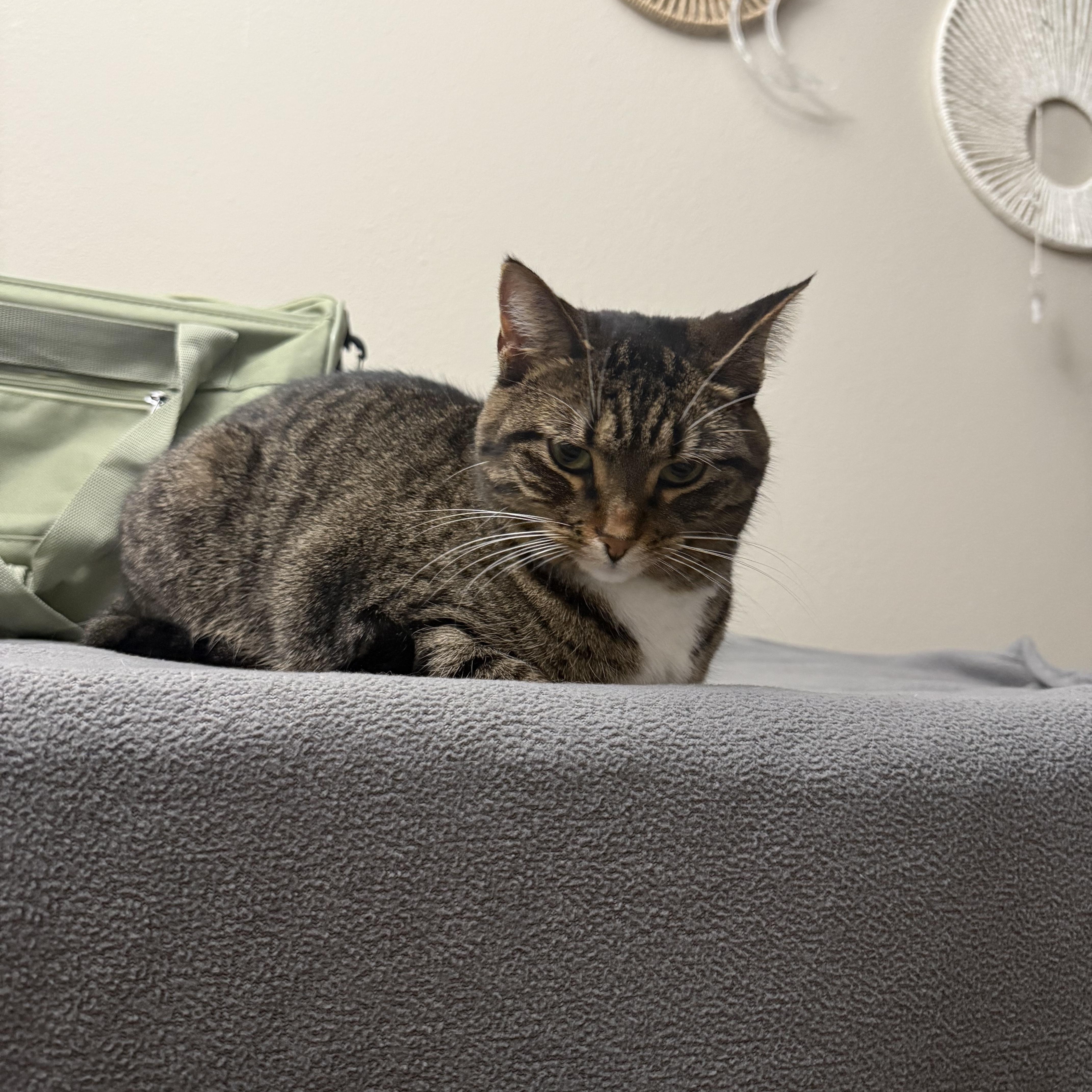 Enlarge Pebble, a ADOPTABLE Domestic Short Hair in Woodville , WI image 4/4