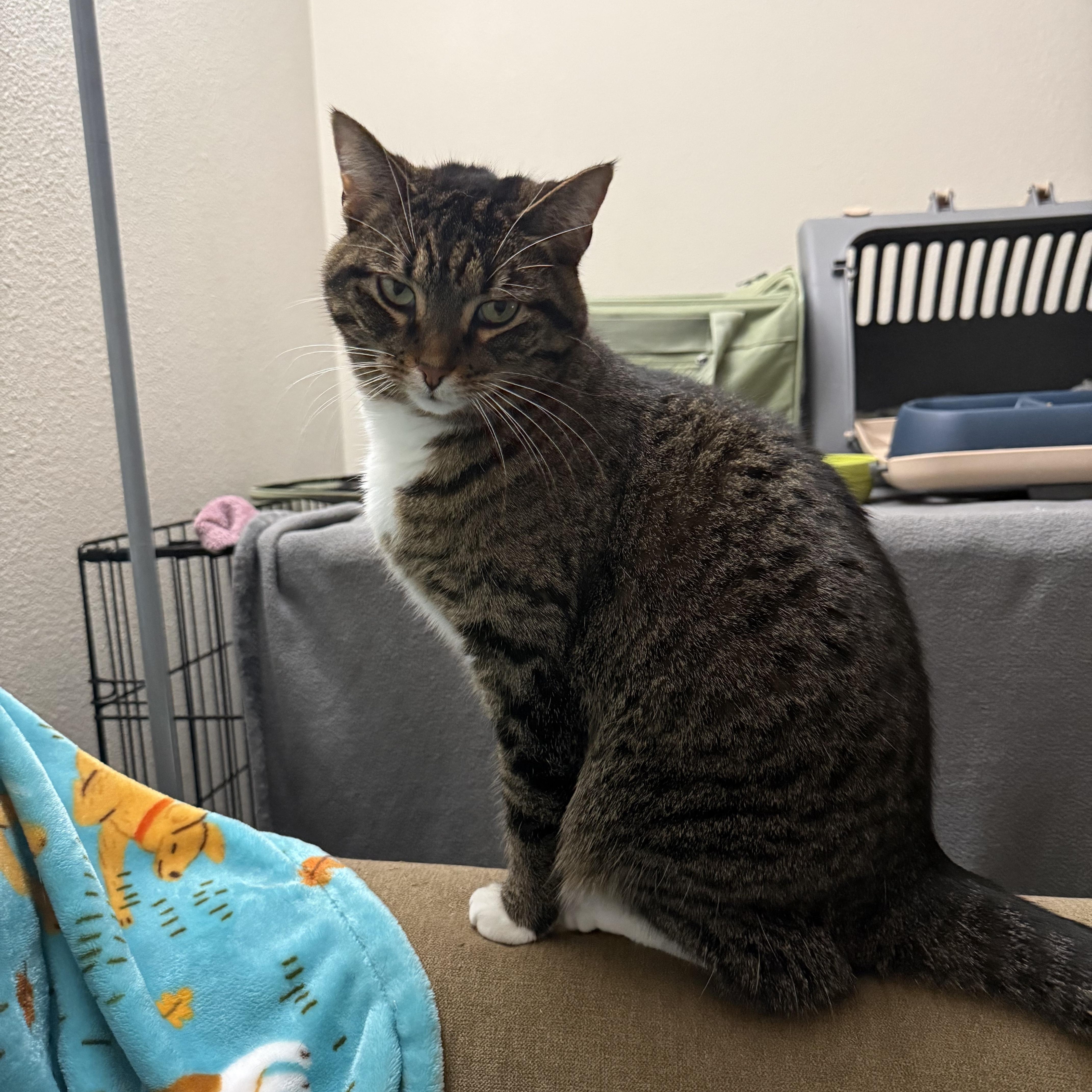 Enlarge Pebble, a ADOPTABLE Domestic Short Hair in Woodville , WI image 2/4