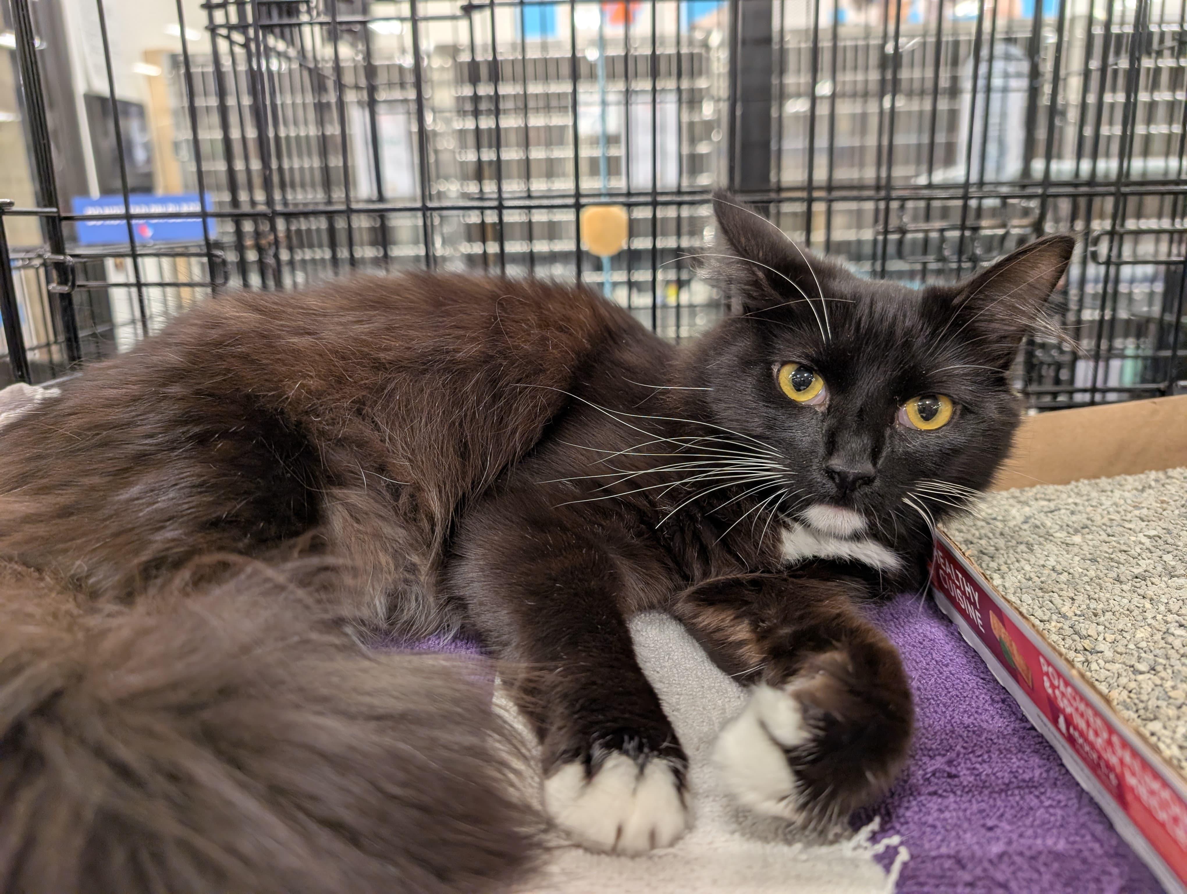 Magesty, adoptable, Adult Female Domestic Long Hair.