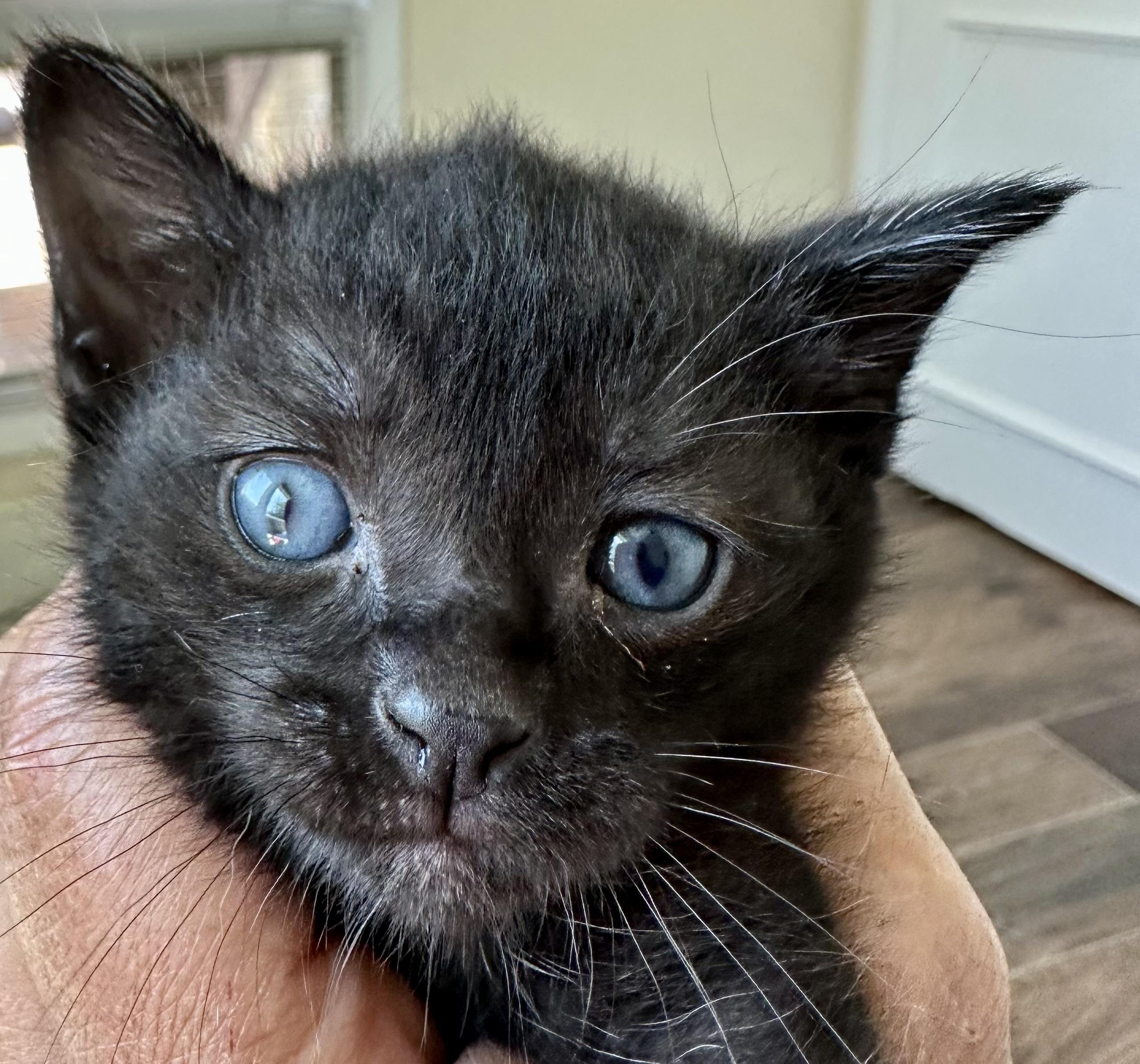 Pika, Adoptable, Kitten Female Domestic Short Hair.