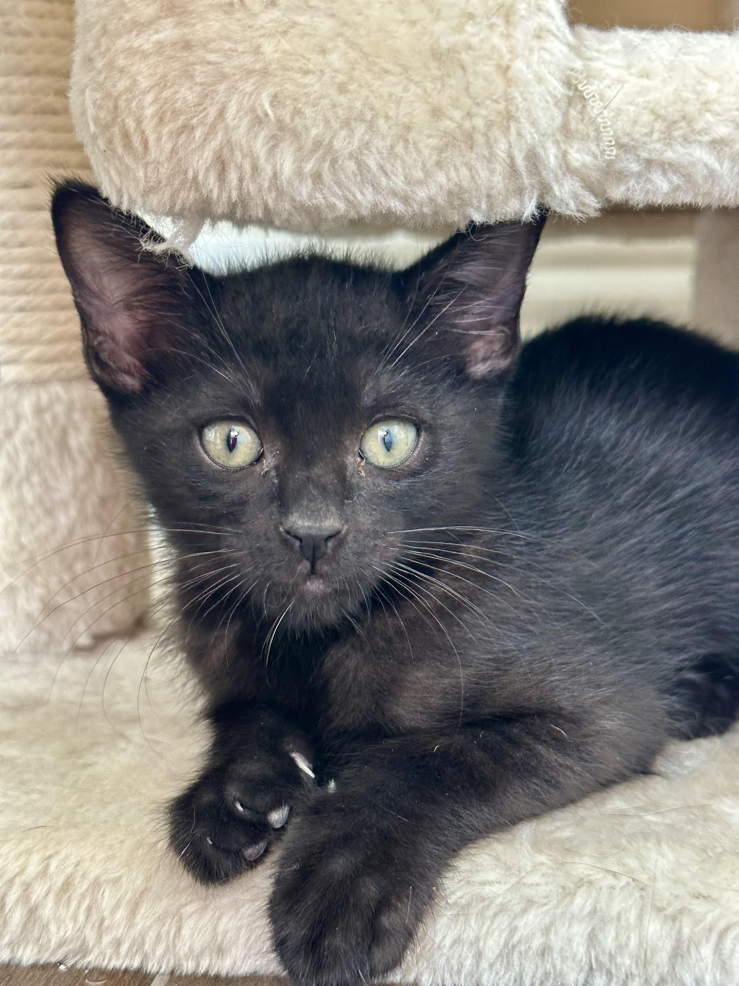 Pika, a Adoptable Domestic Short Hair in Houston, TX image 2/2