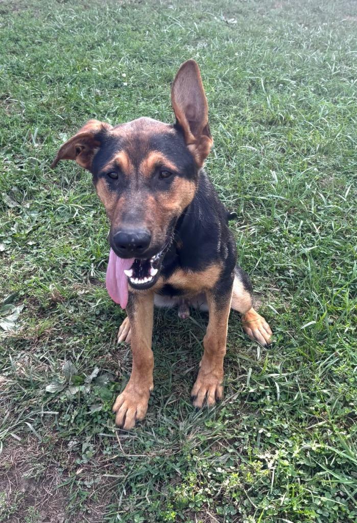 Goliath, Adoptable, Puppy Male Doberman Pinscher & German Shepherd Dog.