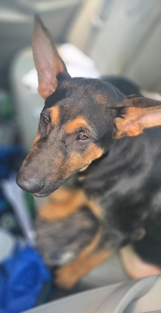 Enlarge Goliath, a Adoptable mixed breed in Greencastle, IN image 2/3