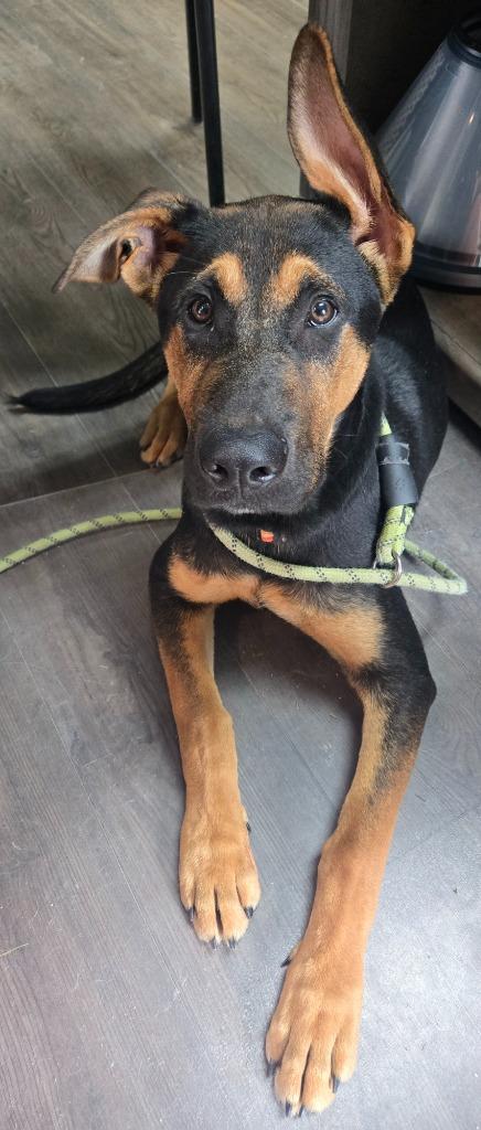 Enlarge Goliath, a Adoptable mixed breed in Greencastle, IN image 3/3