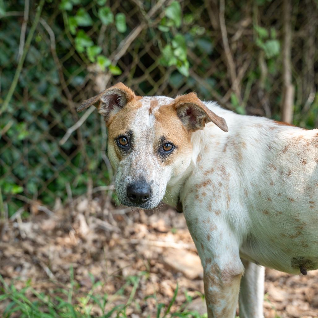 Maggie, a Adoptable mixed breed in Gainesville, GA image 1/2