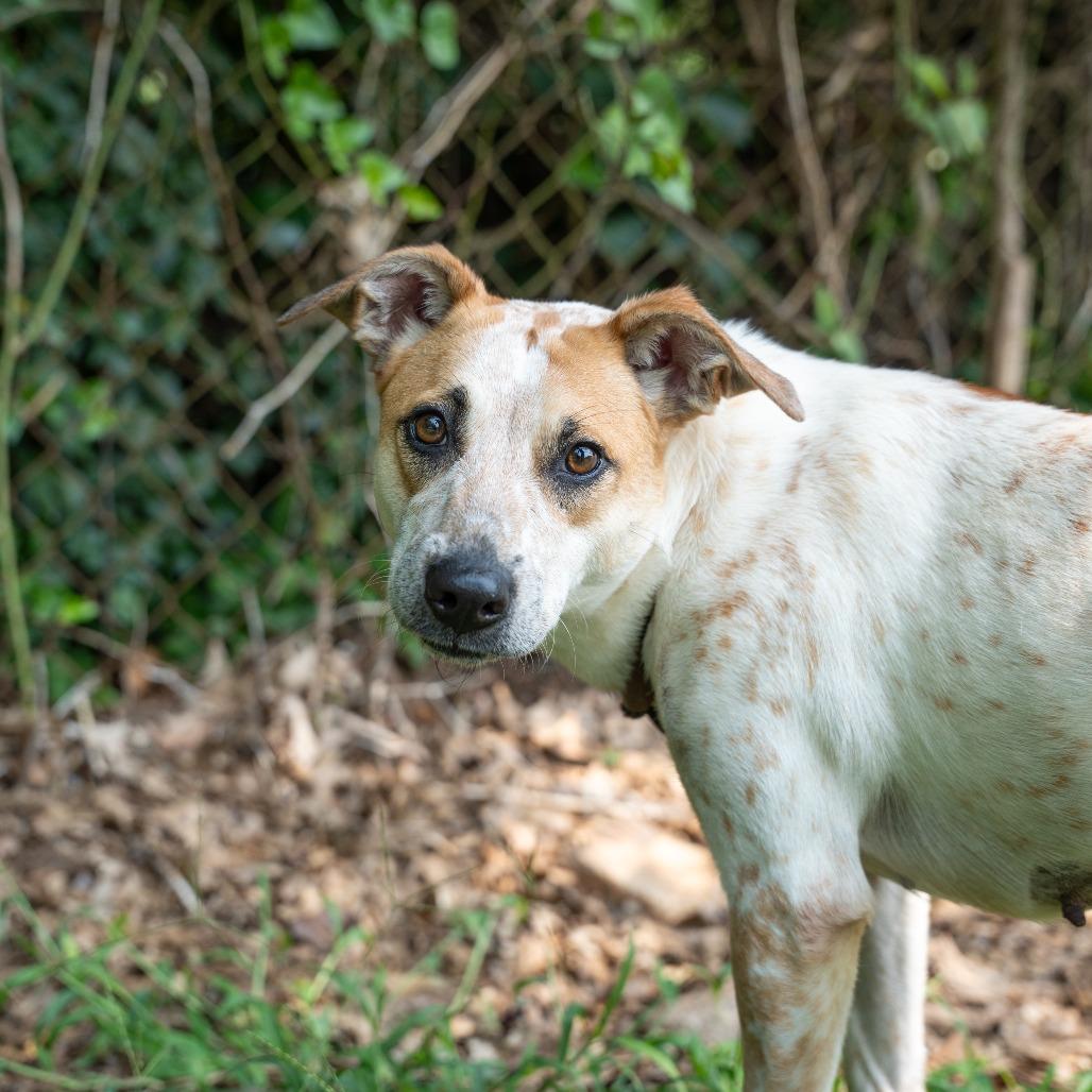 Maggie, a Adoptable mixed breed in Gainesville, GA image 2/2