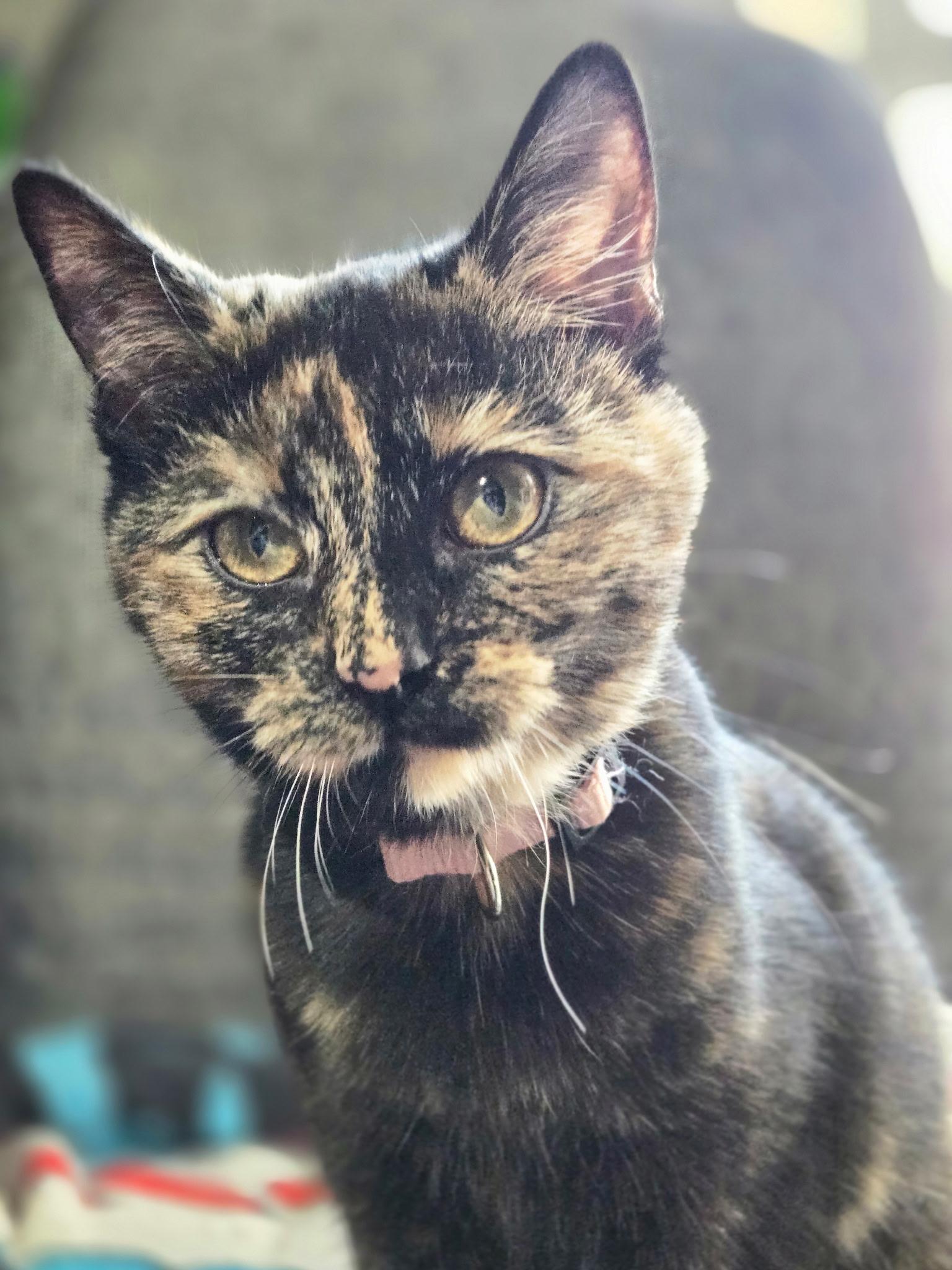 Toscana, Adoptable, Kitten Female Domestic Short Hair.