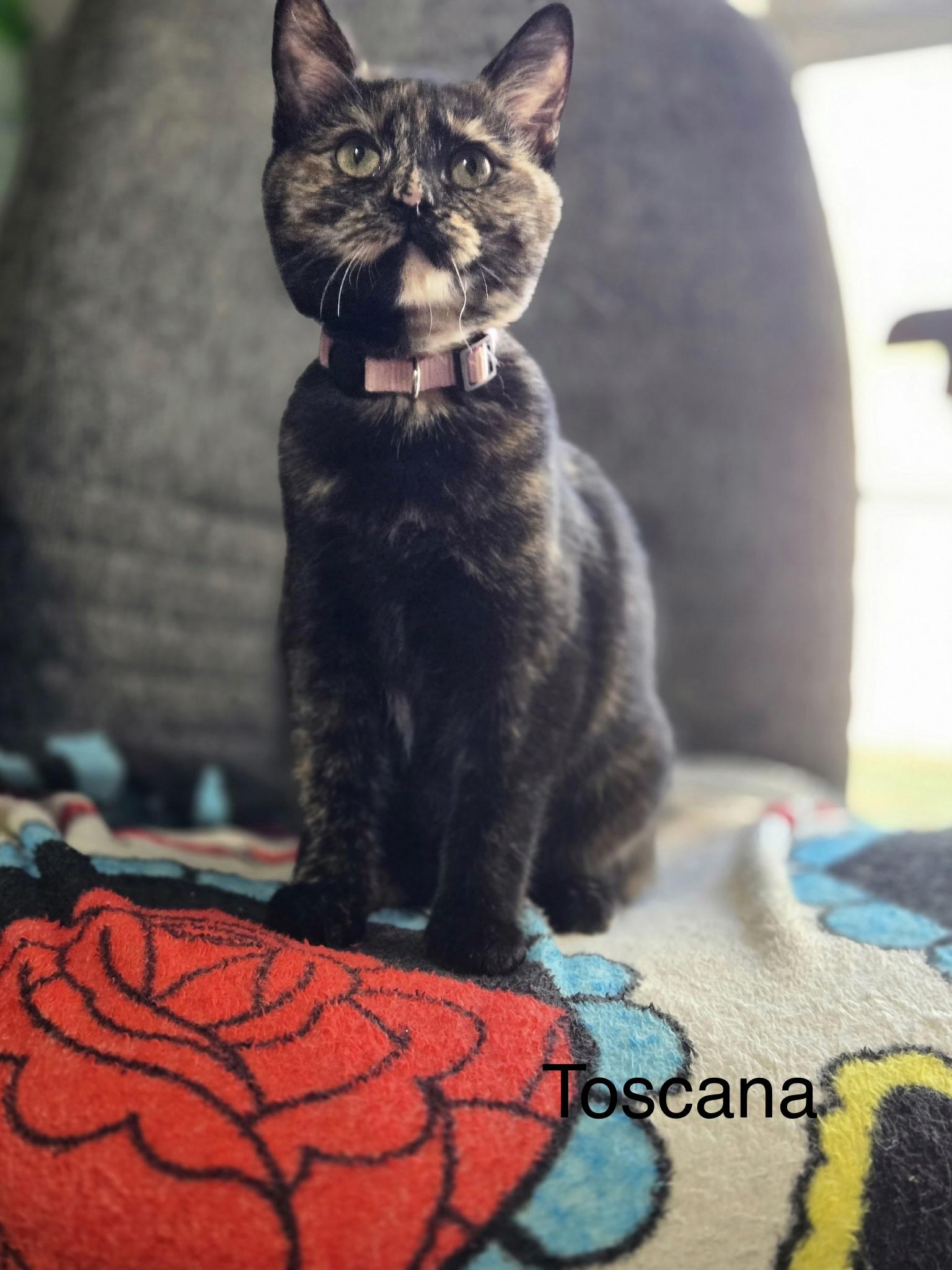 Enlarge Toscana, a Adoptable Domestic Short Hair in Tuttle, OK image 2/4