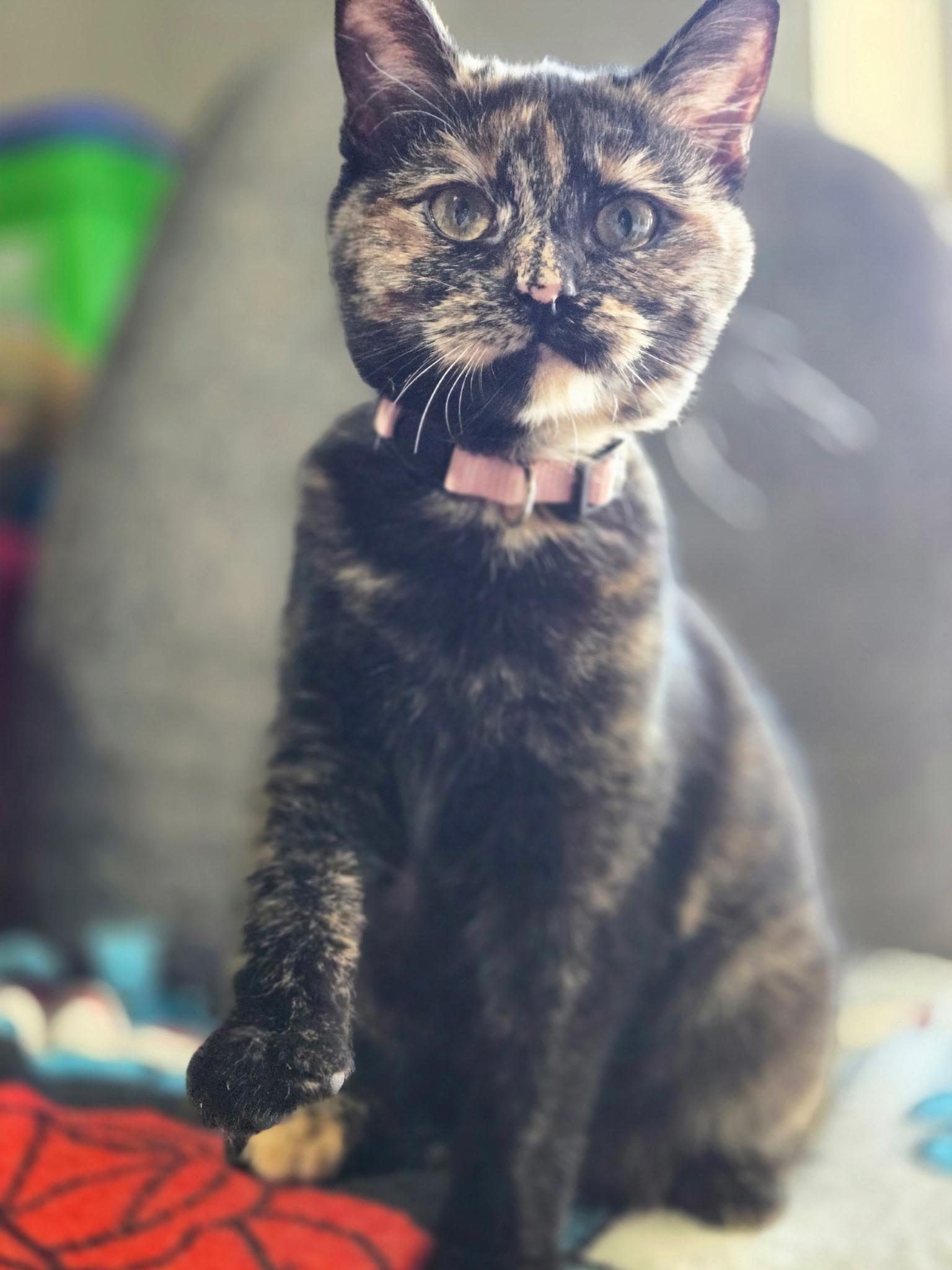 Enlarge Toscana, a Adoptable Domestic Short Hair in Tuttle, OK image 3/4