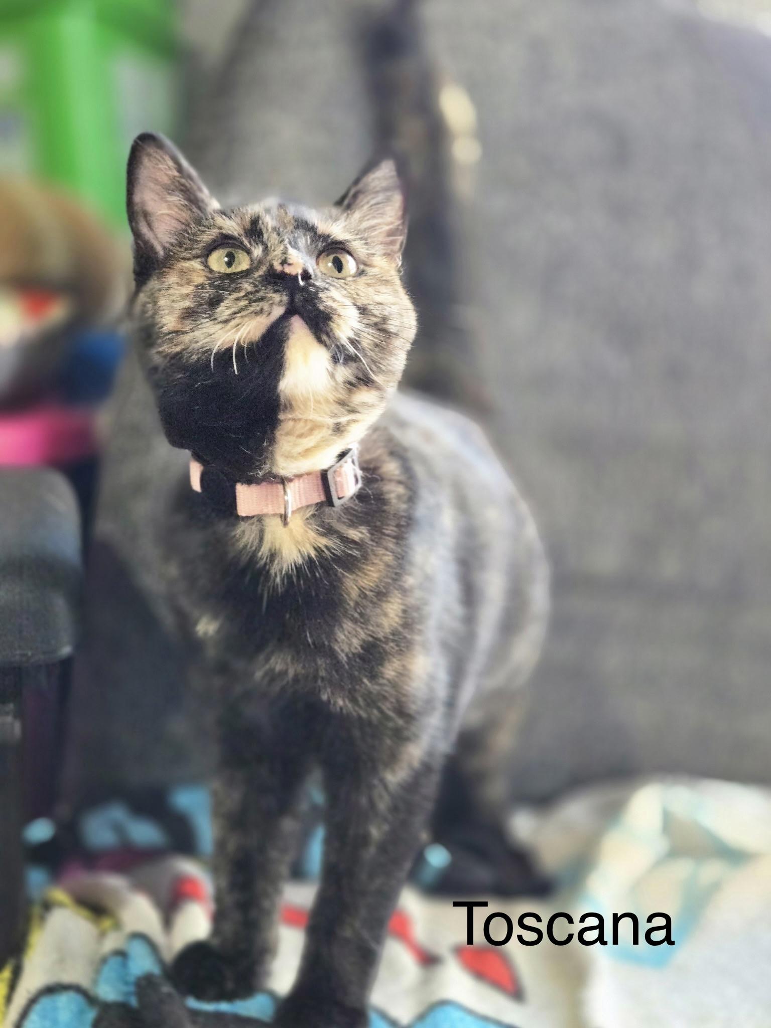 Enlarge Toscana, a Adoptable Domestic Short Hair in Tuttle, OK image 4/4