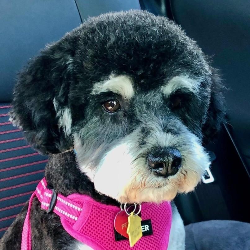 Penny for her thoughts (formerly Posey)