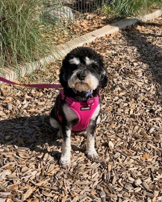 Penny for her thoughts (formerly Posey)