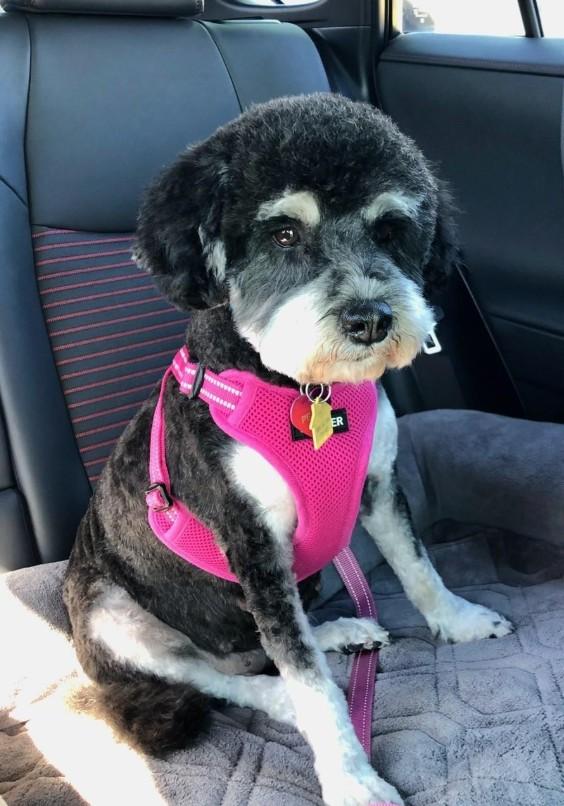 Penny for her thoughts (formerly Posey)