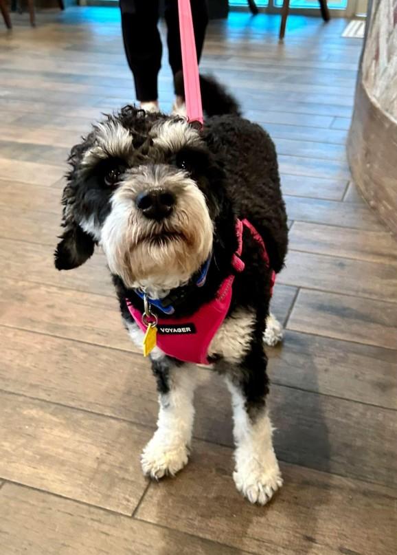 Penny for her thoughts (formerly Posey)