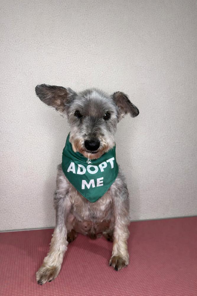 Enlarge Lucky Charmer, a Adoptable Schnauzer in Philadelphia, PA image 3/3