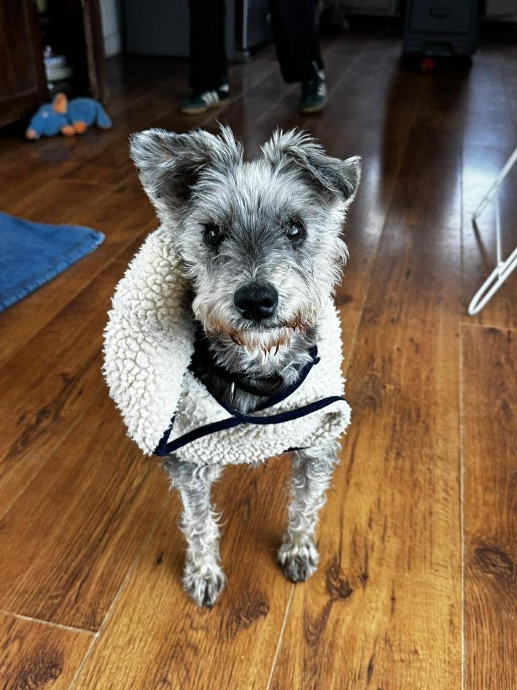 Enlarge Lucky Charmer, a Adoptable Schnauzer in Philadelphia, PA image 1/3