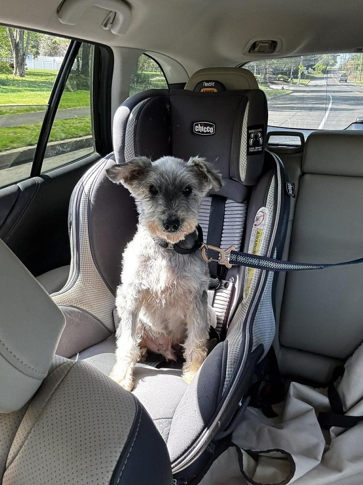 Lucky Charmer, Adoptable, Senior Male Schnauzer.
