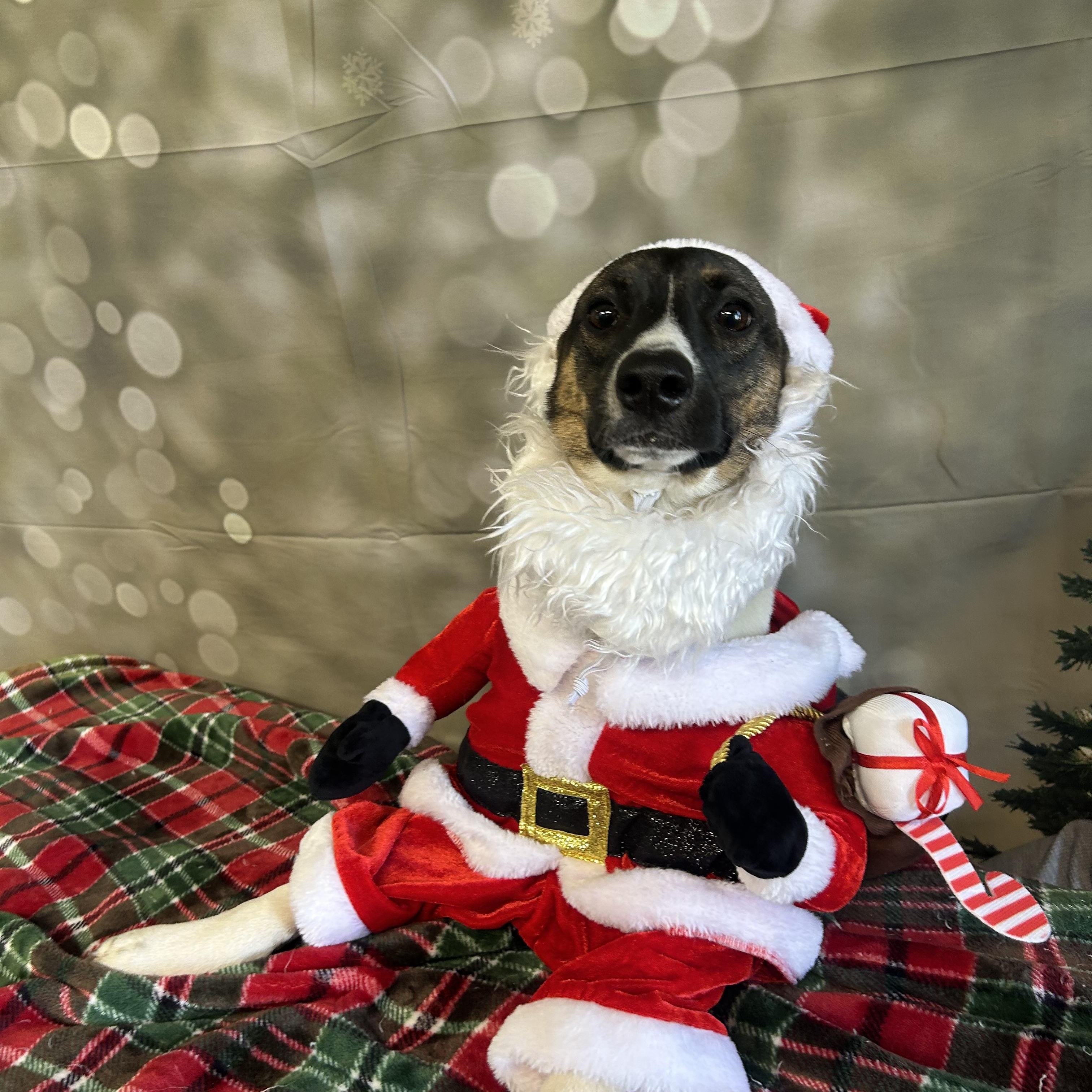 Leo, a Adoptable mixed breed in Anderson, SC image 2/5