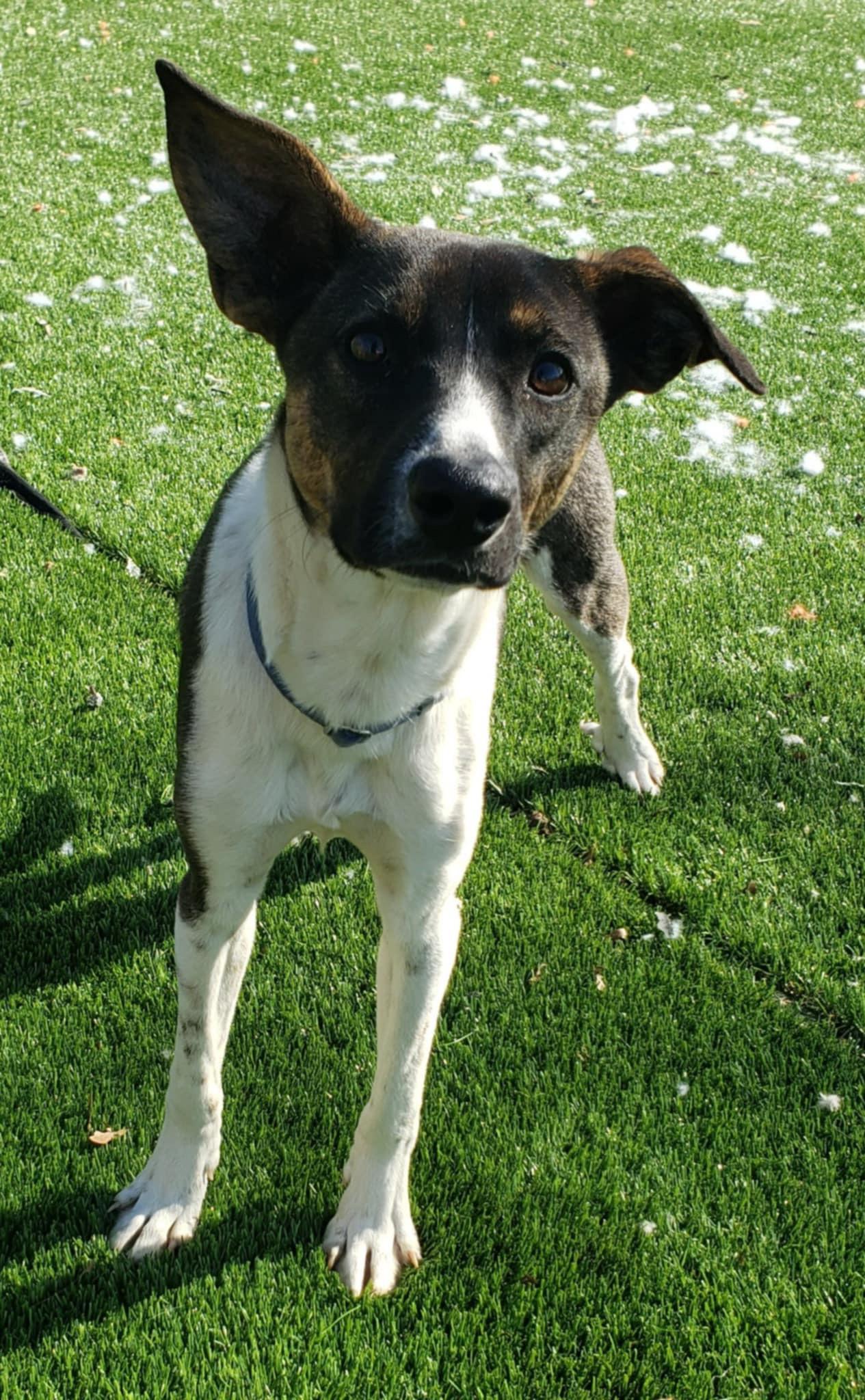 Leo, a Adoptable mixed breed in Anderson, SC image 3/5