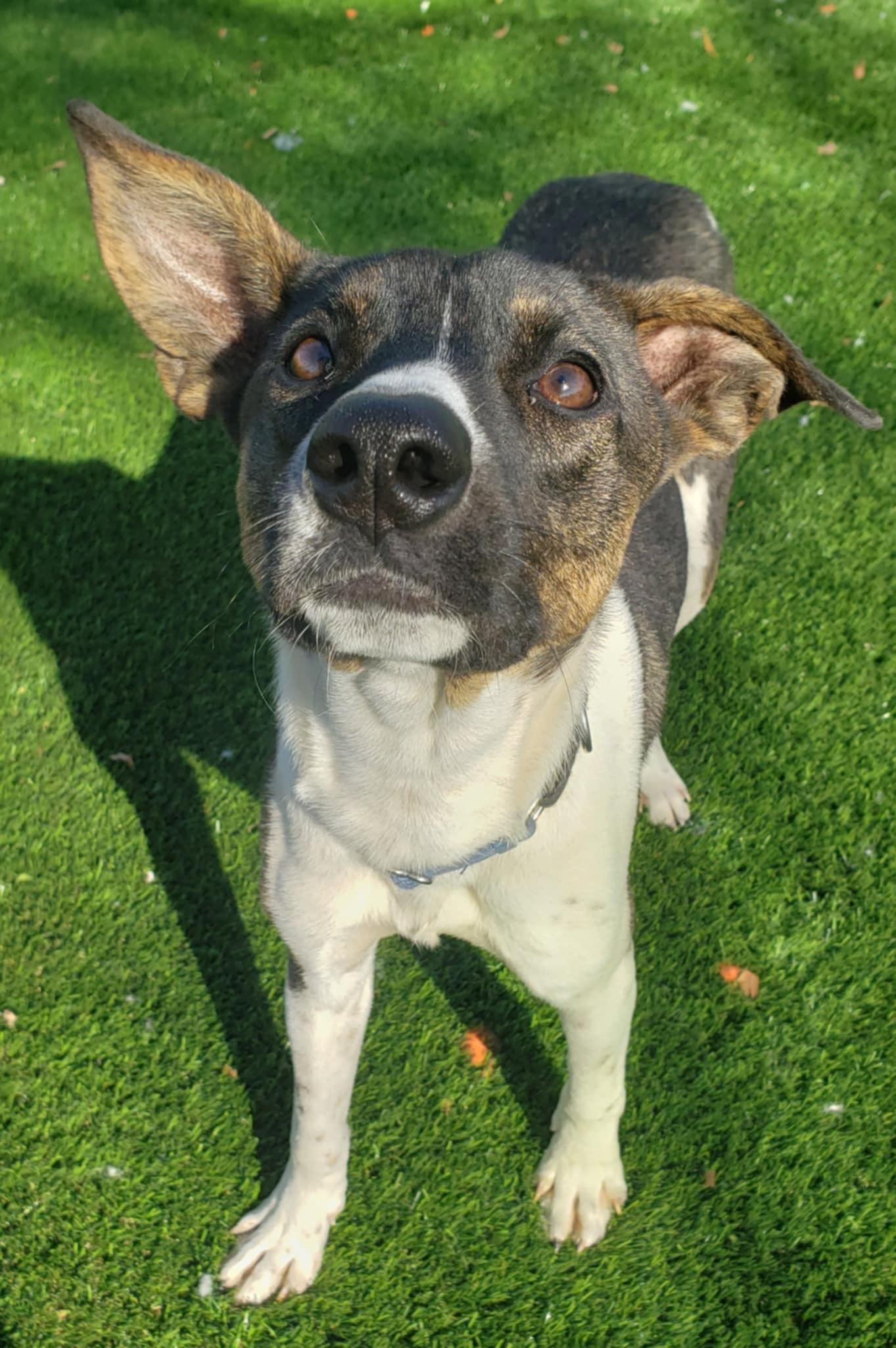 Leo, a Adoptable mixed breed in Anderson, SC image 1/5