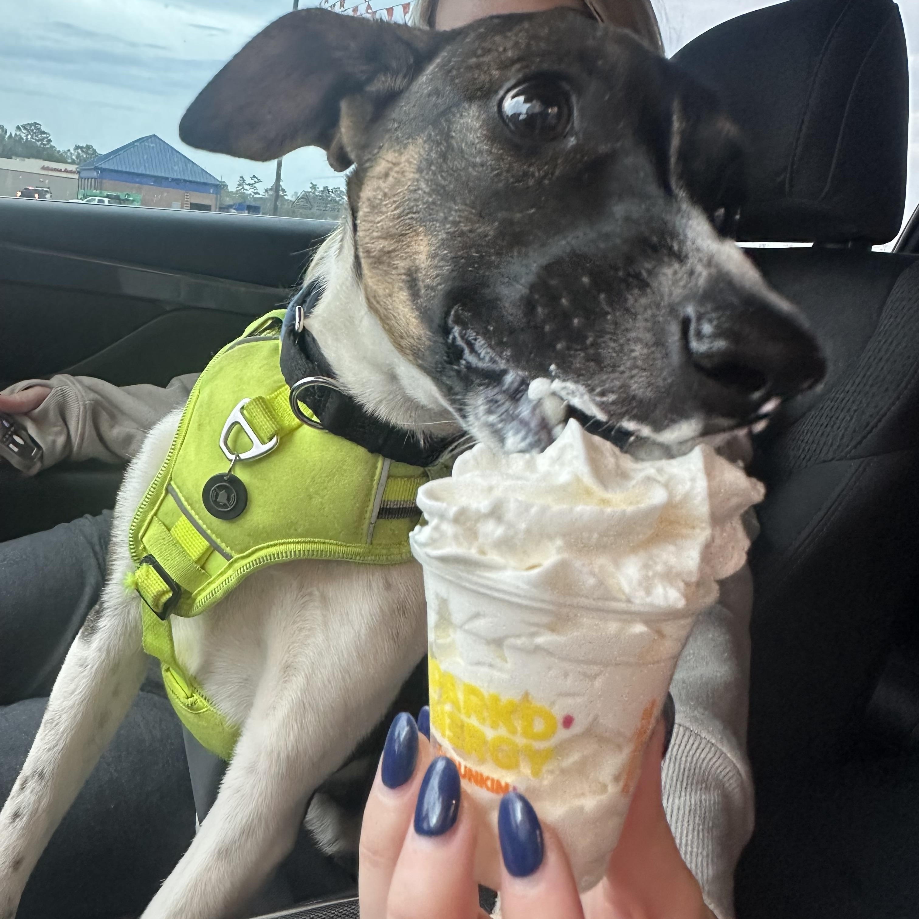 Leo, a Adoptable mixed breed in Anderson, SC image 4/5