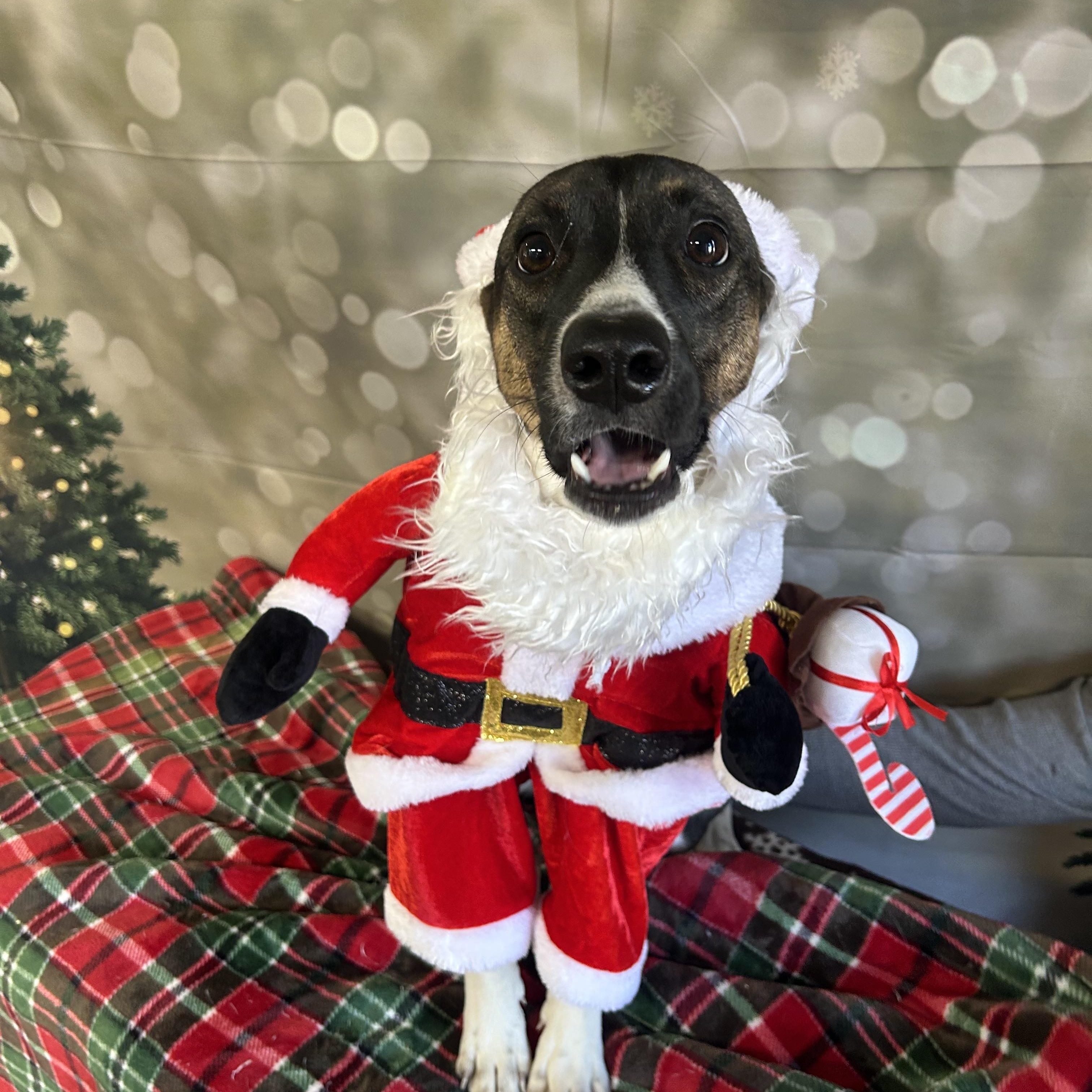 Leo, a Adoptable mixed breed in Anderson, SC image 5/5