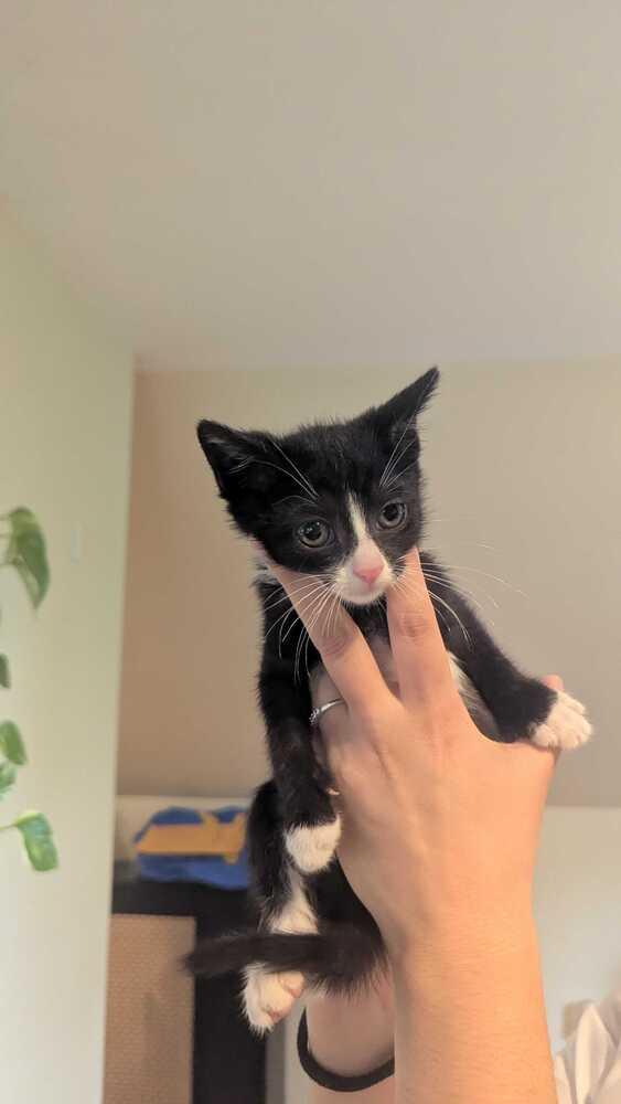 Knuckles, a Adoptable Domestic Short Hair in North Brunswick, NJ image 1/3