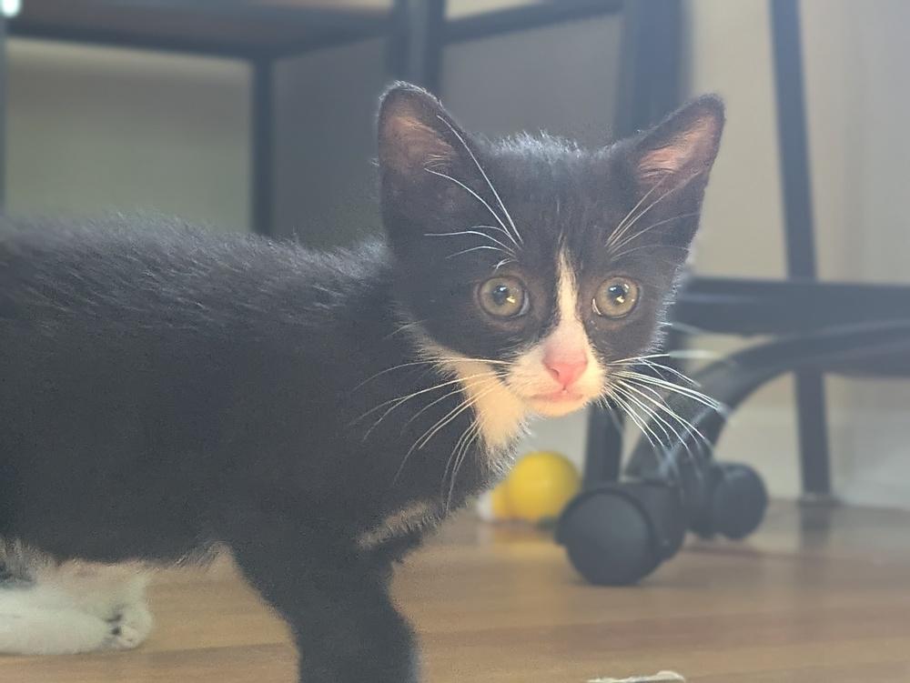 Knuckles, a Adoptable Domestic Short Hair in North Brunswick, NJ image 2/3