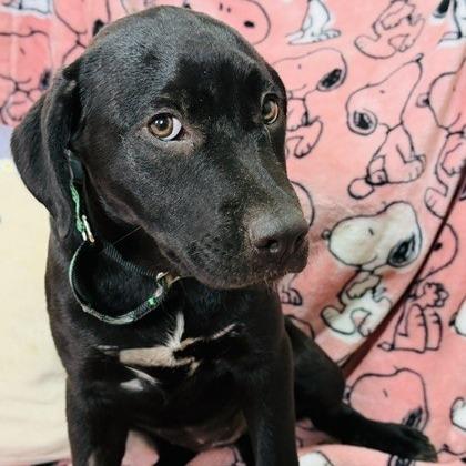 Anne, Adoptable, Puppy Female Mixed Breed.