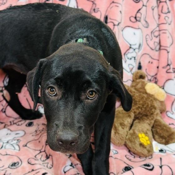 Anne, a Adoptable Mixed Breed in Williston, FL image 2/6