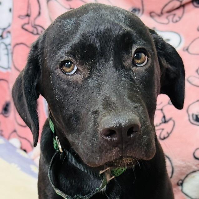Anne, a Adoptable Mixed Breed in Williston, FL image 3/6