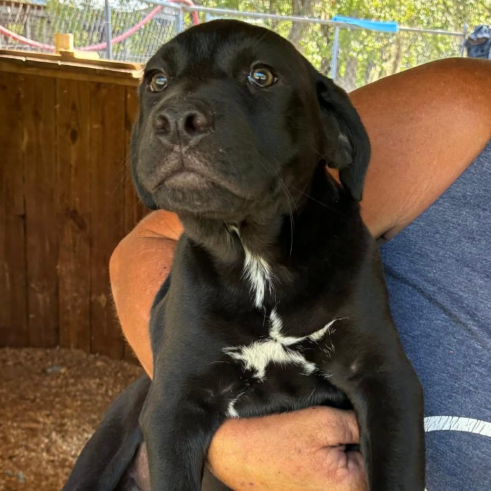 Anne, a Adoptable Mixed Breed in Williston, FL image 4/6