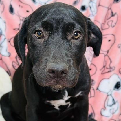 Anne, a Adoptable Mixed Breed in Williston, FL image 5/6