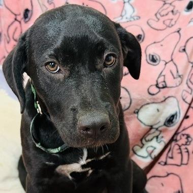 Anne, a Adoptable Mixed Breed in Williston, FL image 6/6