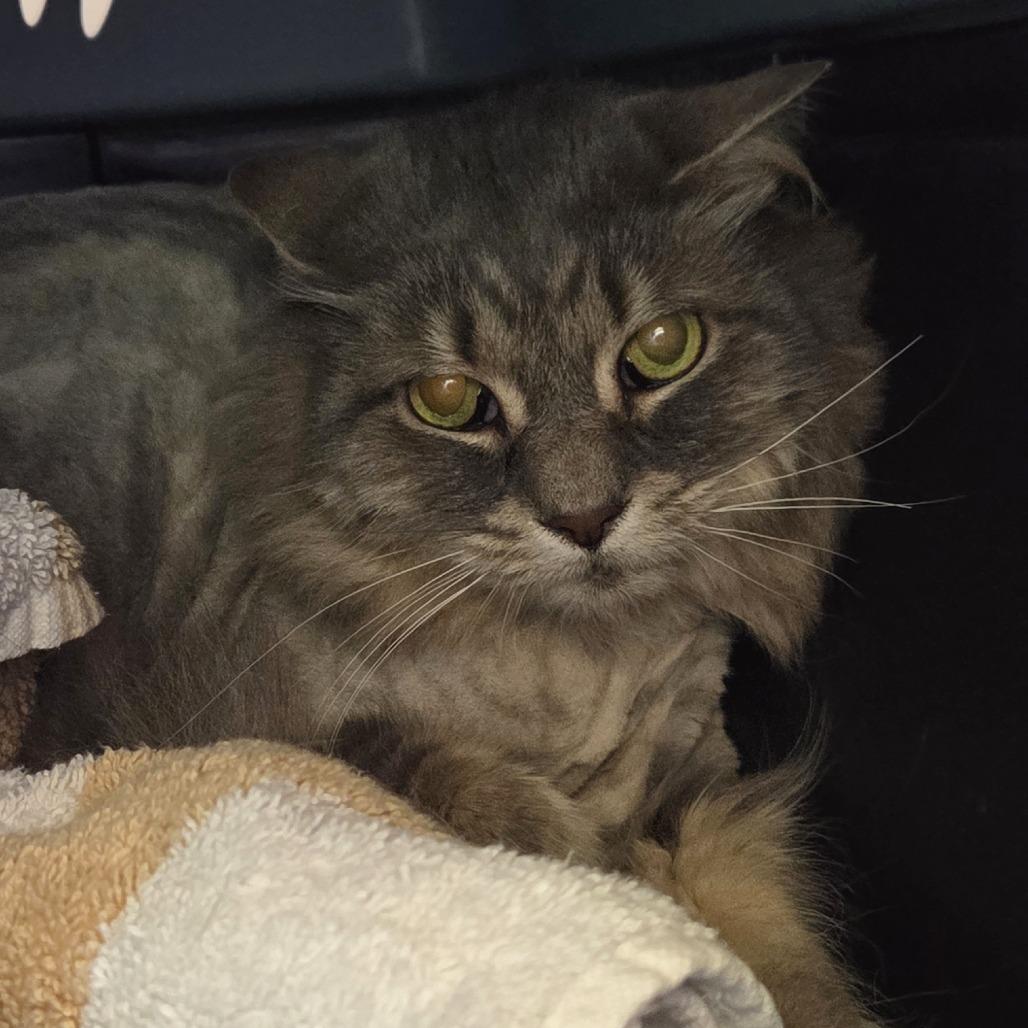 Turbo, Adoptable, Senior Male Domestic Long Hair.
