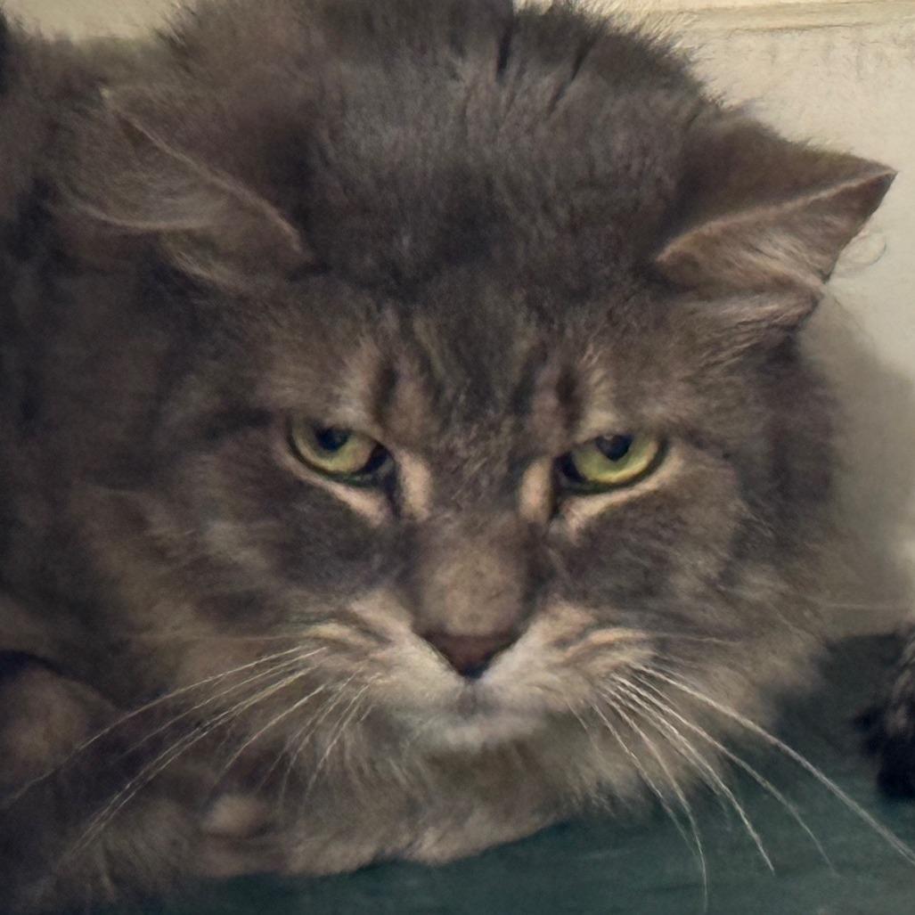 Enlarge Turbo, a Adoptable Domestic Long Hair in Brimfield, MA image 1/2