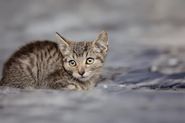 MARY, Adoptable, Kitten Female Domestic Short Hair.
