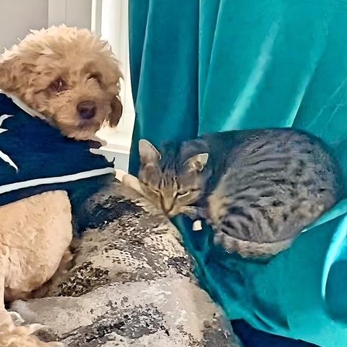 Stormy, Adoptable, Young Female Domestic Short Hair.