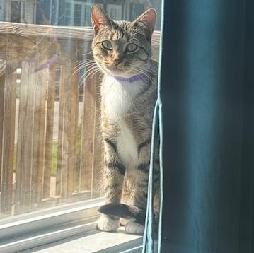 Enlarge Stormy, a Adoptable mixed breed in Chicago, IL image 2/3