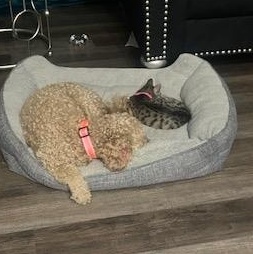 Enlarge Stormy, a Adoptable mixed breed in Chicago, IL image 3/3