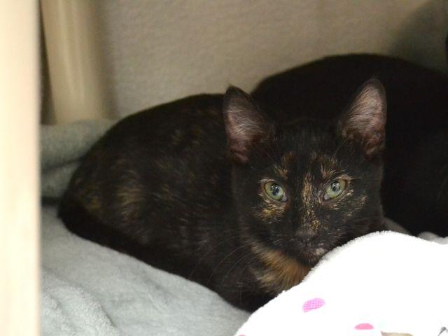 BROCCOLINI, Adoptable, Kitten Female Domestic Short Hair.
