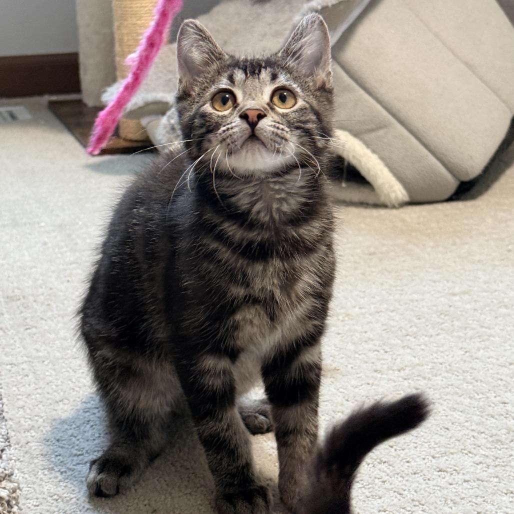 Coco, Adoptable, Kitten Male Domestic Short Hair.
