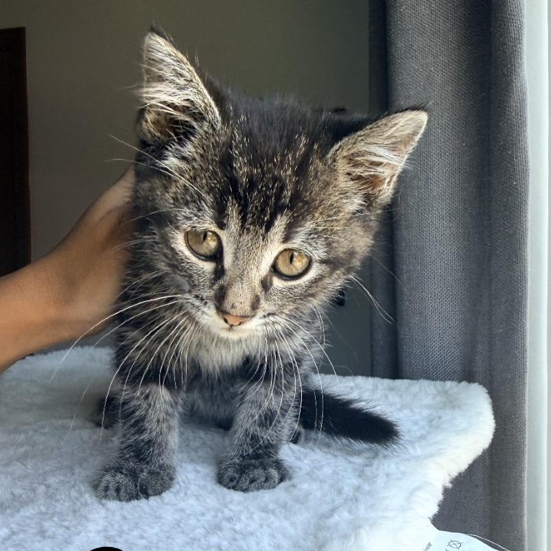 Enlarge Coco, a Adoptable Domestic Short Hair in Ferndale, MI image 2/5