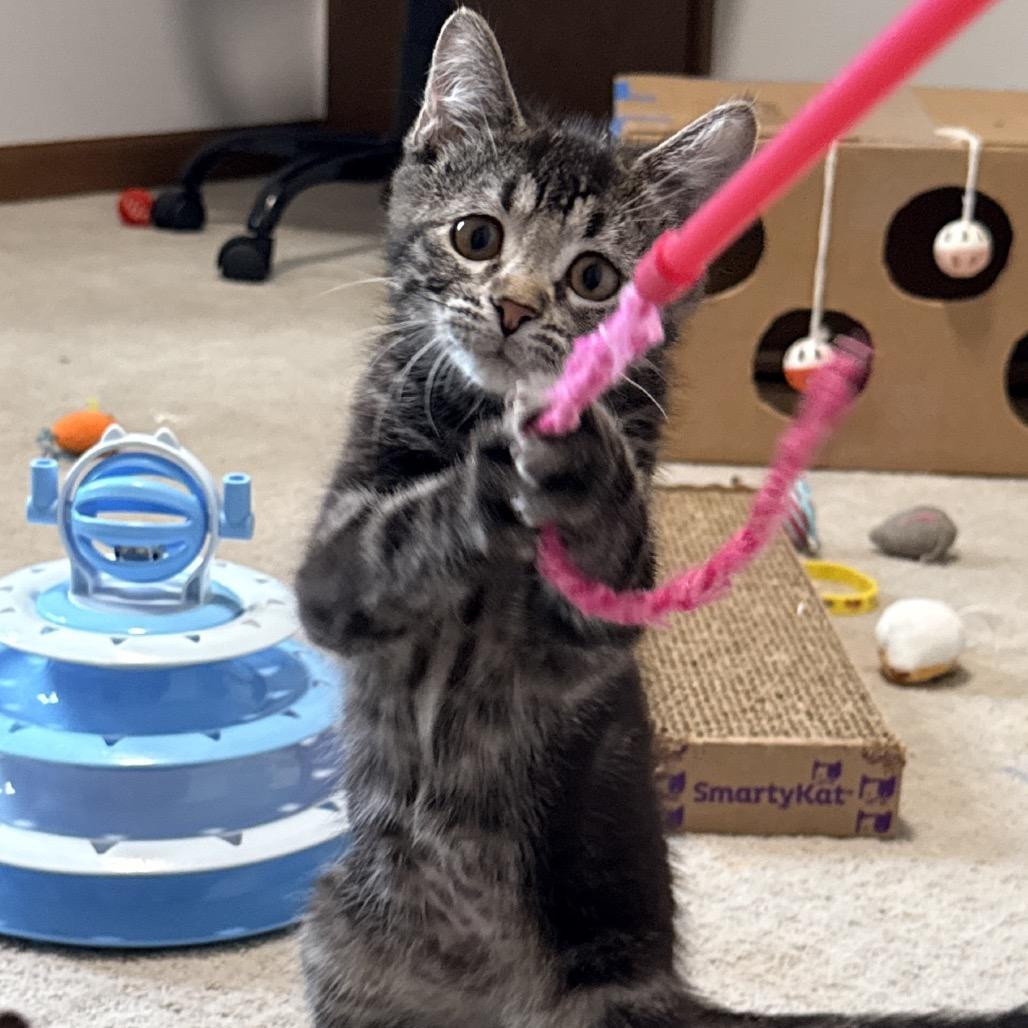 Enlarge Coco, a Adoptable Domestic Short Hair in Ferndale, MI image 3/5