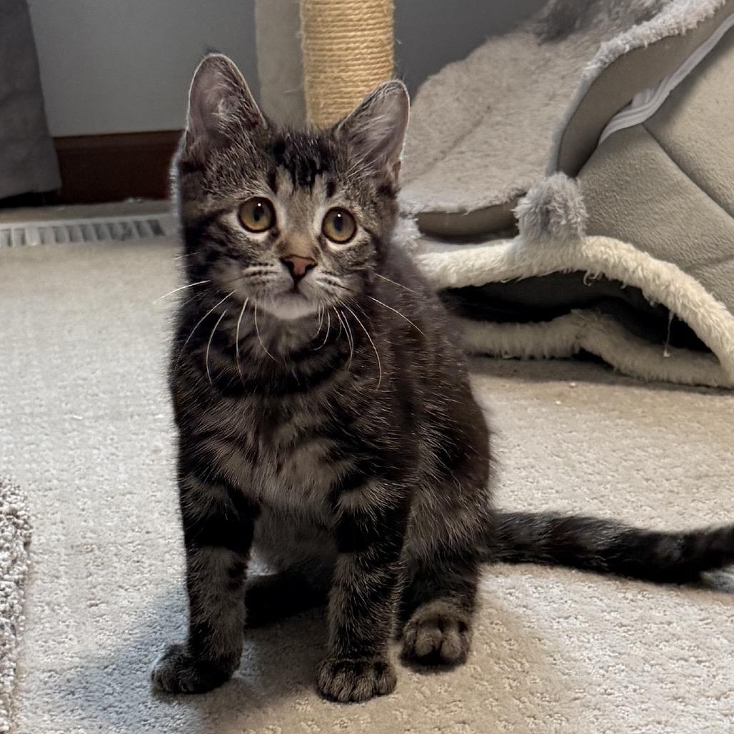 Enlarge Coco, a Adoptable Domestic Short Hair in Ferndale, MI image 4/5