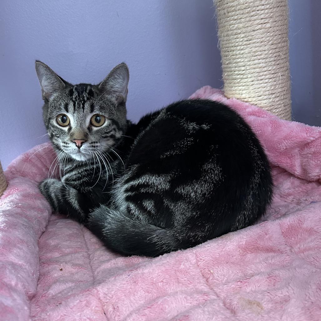 Enlarge Coco, a Adoptable Domestic Short Hair in Ferndale, MI image 5/5
