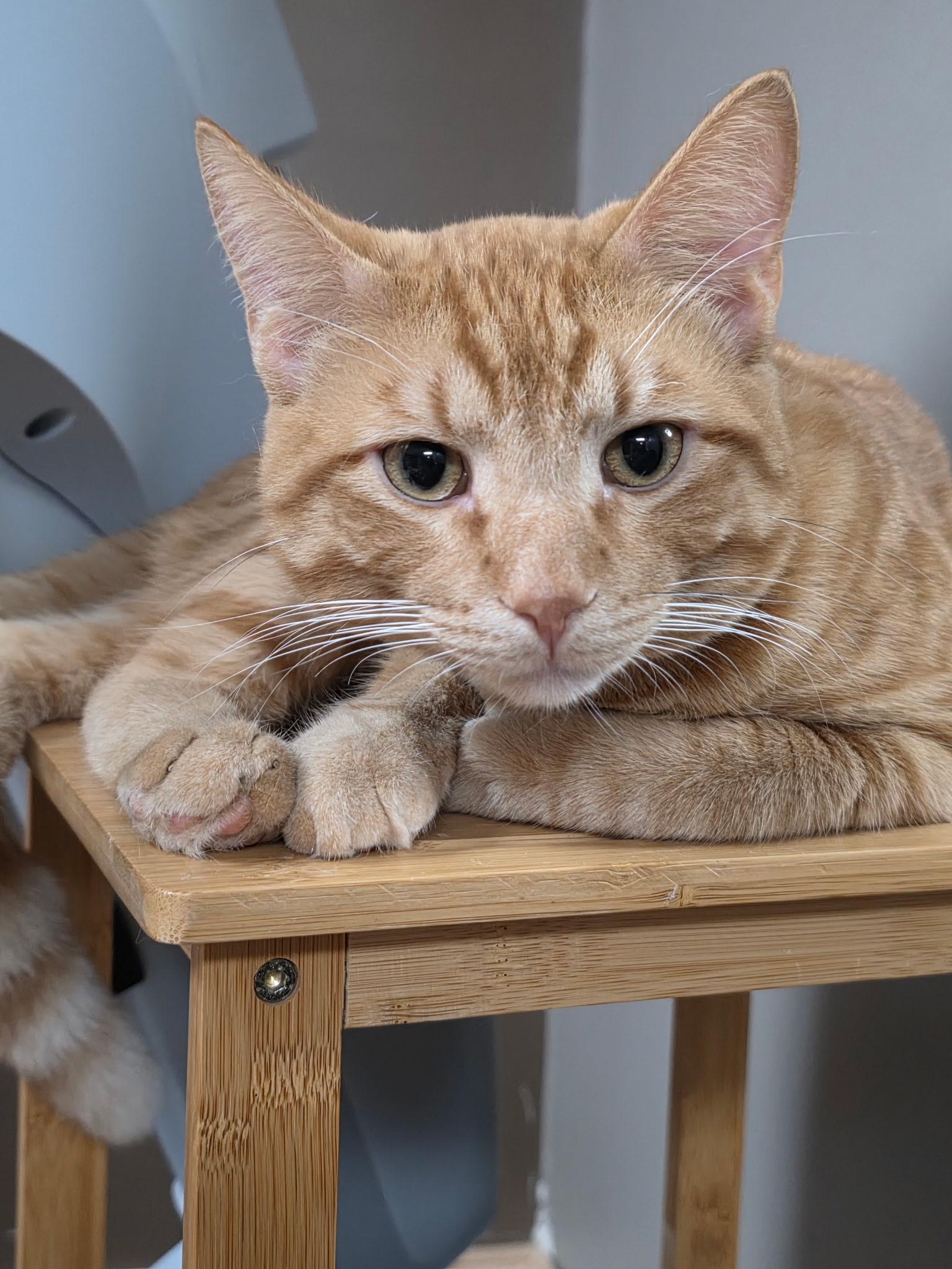 Chip, adopted, Adult Male Domestic Short Hair.