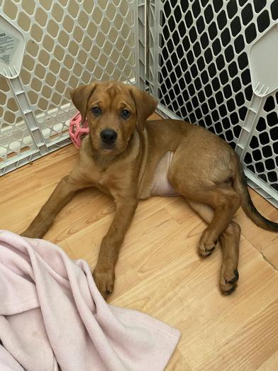 Enlarge Daisy, an adopted mixed breed in North Bergen, NJ image 4/6