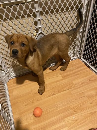 Enlarge Daisy, an adopted mixed breed in North Bergen, NJ image 6/6