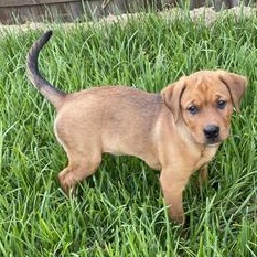 Enlarge Daisy, an adopted mixed breed in North Bergen, NJ image 1/6